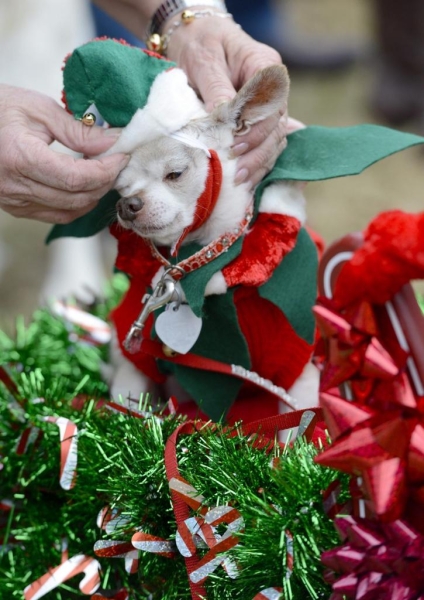 Reindog Parade 2012: Рождественский парад собак в Атланте (10 фото)