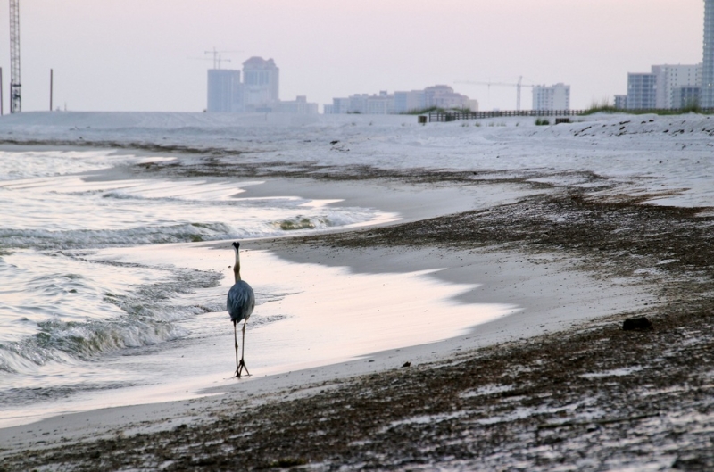 Ретроспектива нефтяной катастрофы в Мексиканском заливе (18 фото)