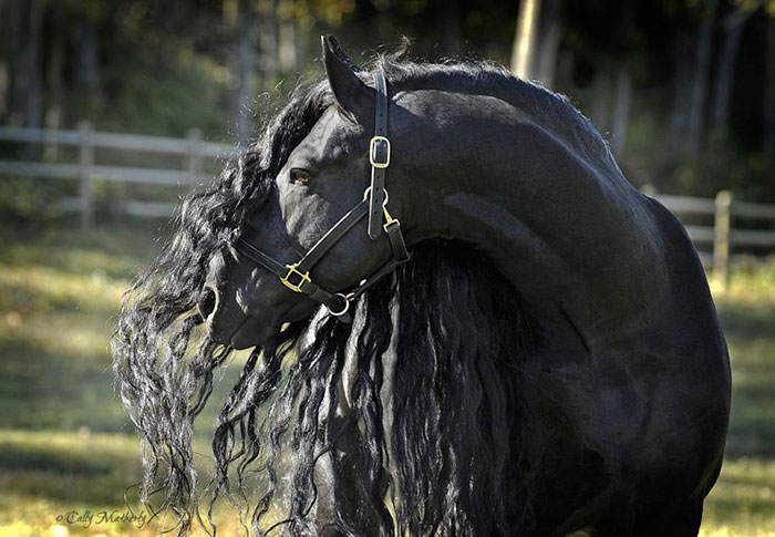 Самая красивая лошадь в мире 
