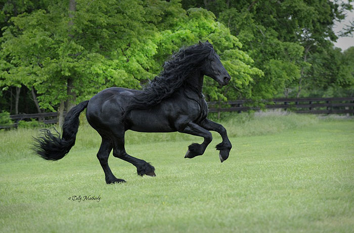 Самая красивая лошадь в мире 