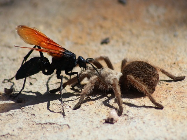 Самые болезненные укусы насекомых | 10 фото