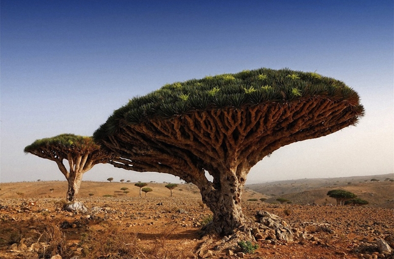 Самые красивые деревья в мире 