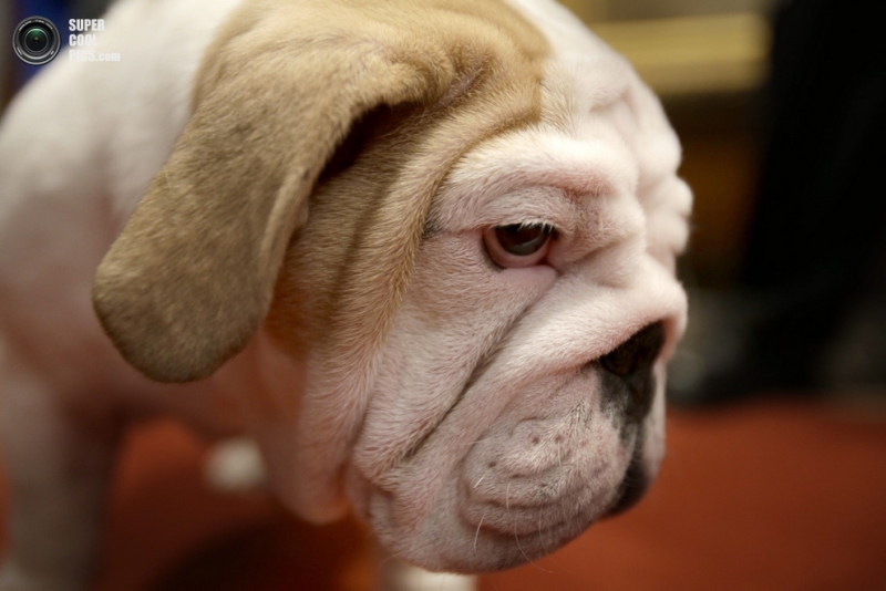 Самые популярные породы собак в США за 2012 год (15 фото)