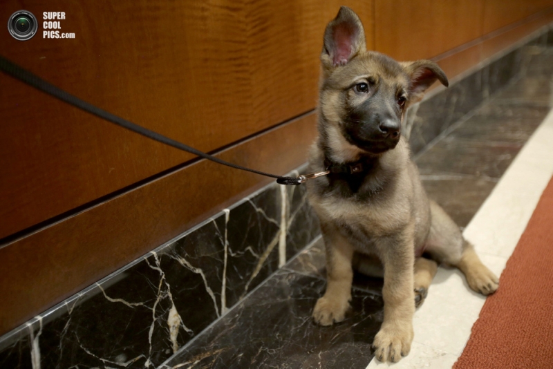 Самые популярные породы собак в США за 2012 год (15 фото)