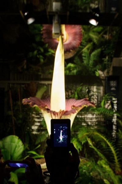 Самый большой в мире цветок с запахом разлагающейся плоти (3 фото)