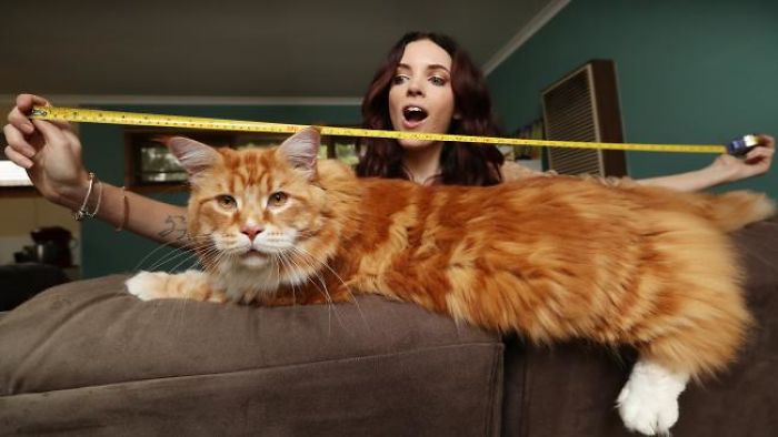 Самый длинный кот в мире - 10 ФОТО