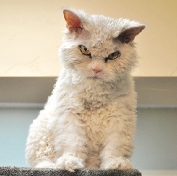 Сердитый кот Альберт | 10 фото