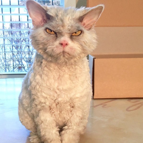 Сердитый кот Альберт | 10 фото