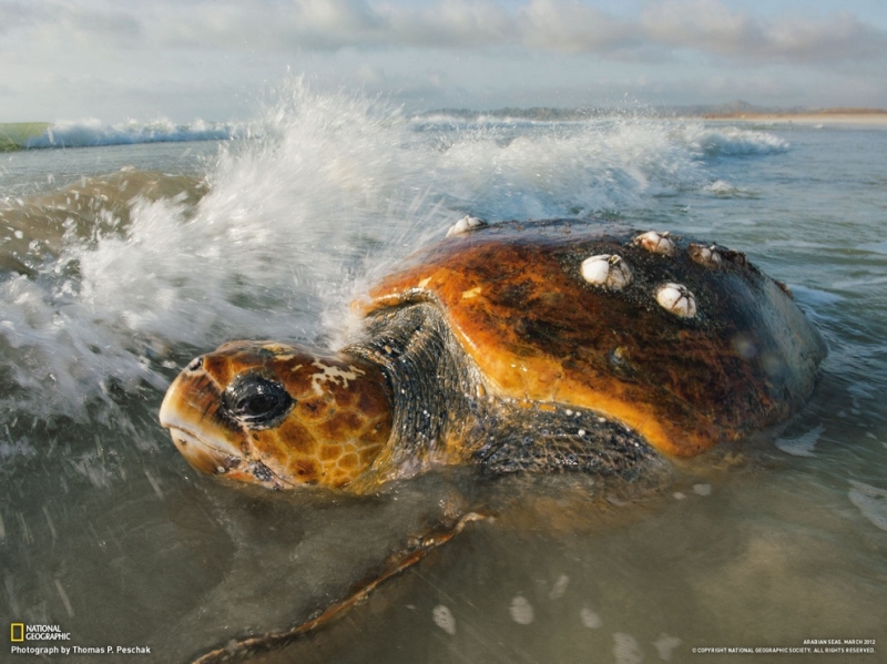 Шедевры National Geographic. Март 2012 (15 фото)