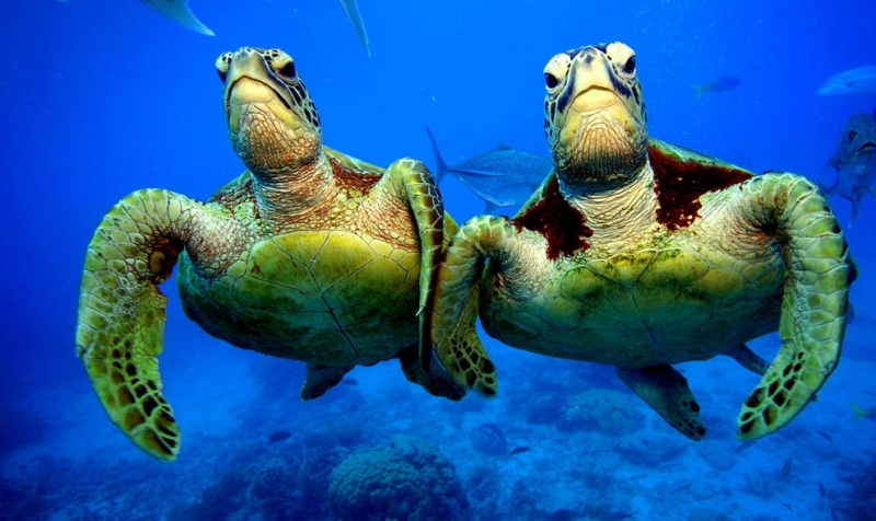 Шелли и Кейси — зелёные черепахи (12 фото)