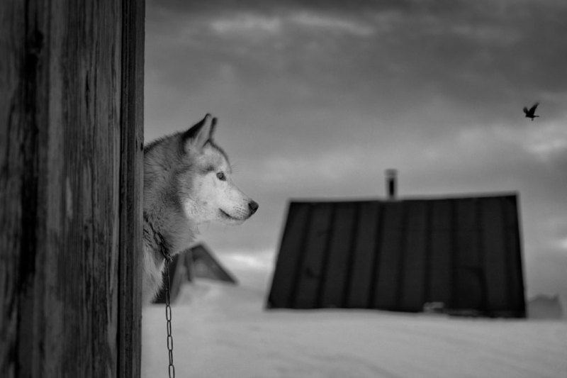 Щенячий патруль: величественные ездовые собаки Арктики - в фотографиях 