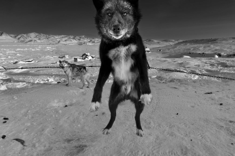 Щенячий патруль: величественные ездовые собаки Арктики - в фотографиях 