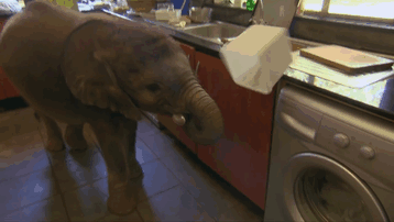 Слоненок нашел себе новую «маму» 