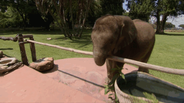 Слоненок нашел себе новую «маму» 