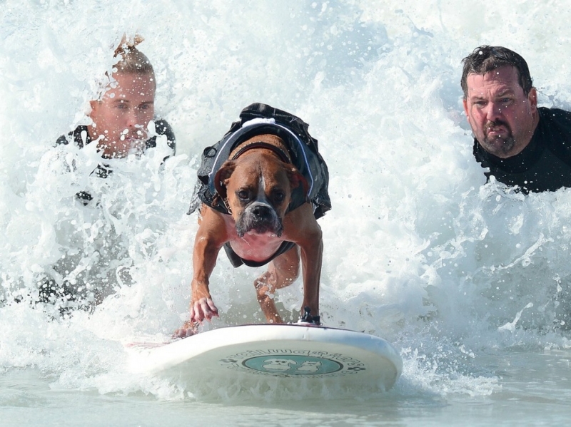 Собаки на сёрфе (24 фото)