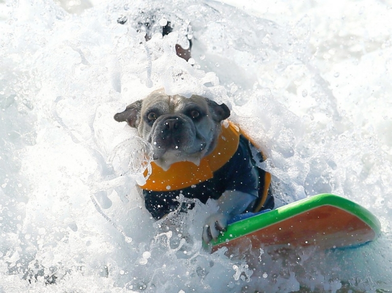 Собаки на сёрфе (24 фото)
