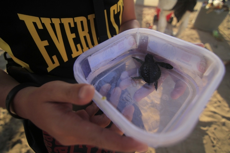 Сохранение популяции оливковых черепах на острове Бали (7 фото)