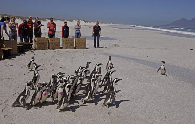 Спасение пингвинов в Южной Африке (3 фото)
