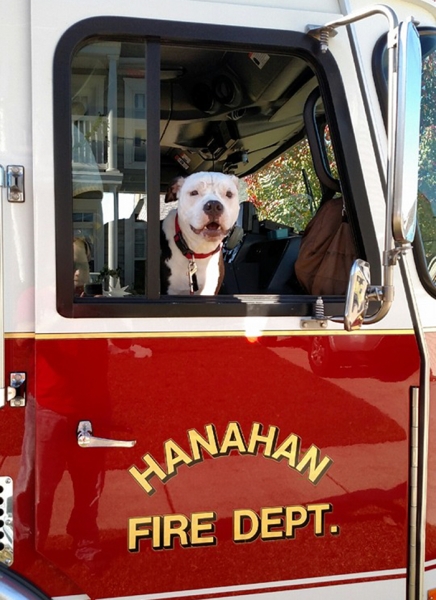 Спасенный от огня щенок стал собакой-пожарным 