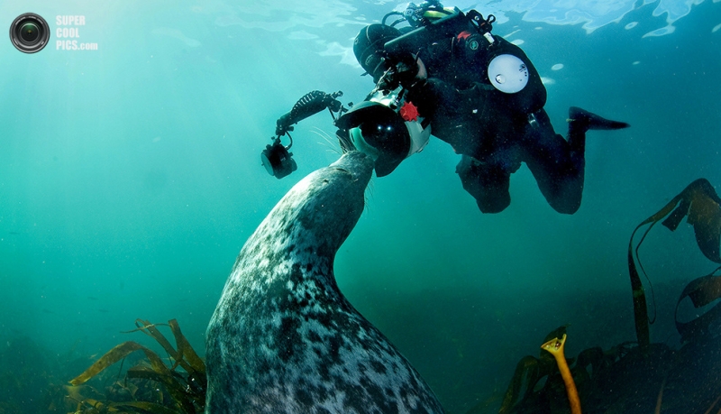 Тюлени в воде крупным планом (11 фото)