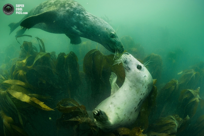 Тюлени в воде крупным планом (11 фото)
