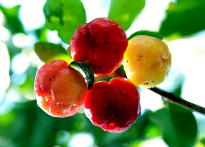 Топ-10 самых необычных фруктов (20 фото)