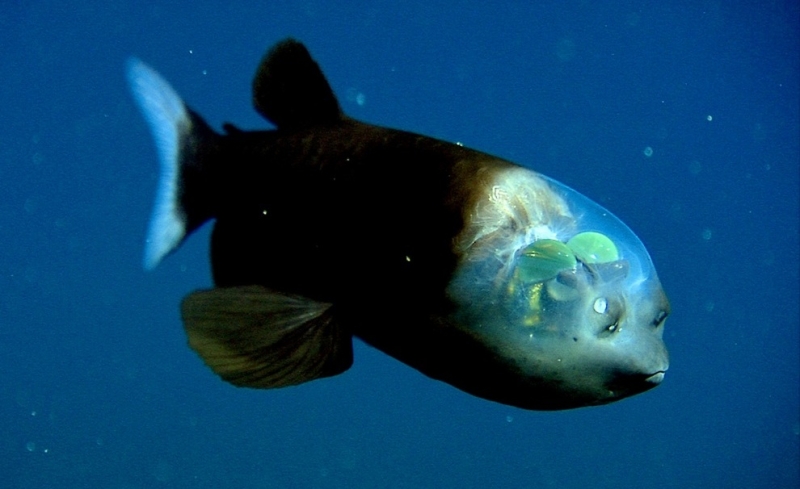 Топ-10 самых причудливых рыб мирового океана (10 фото)