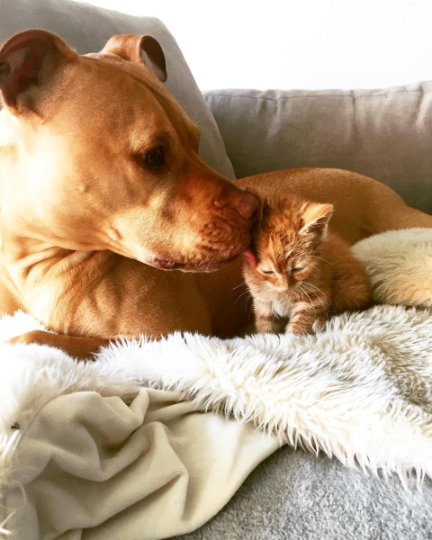Трогательная дружба питбуля и котенка 
