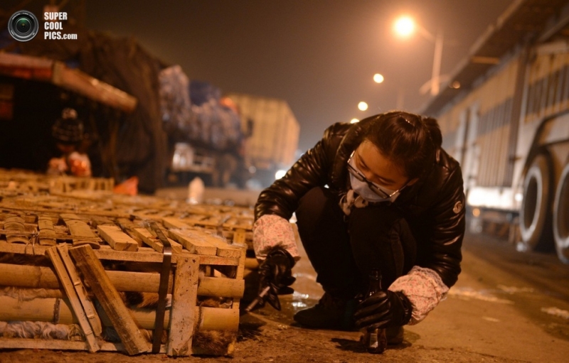 Тысячи кошек были спасены от съедения в Китае (7 фото)