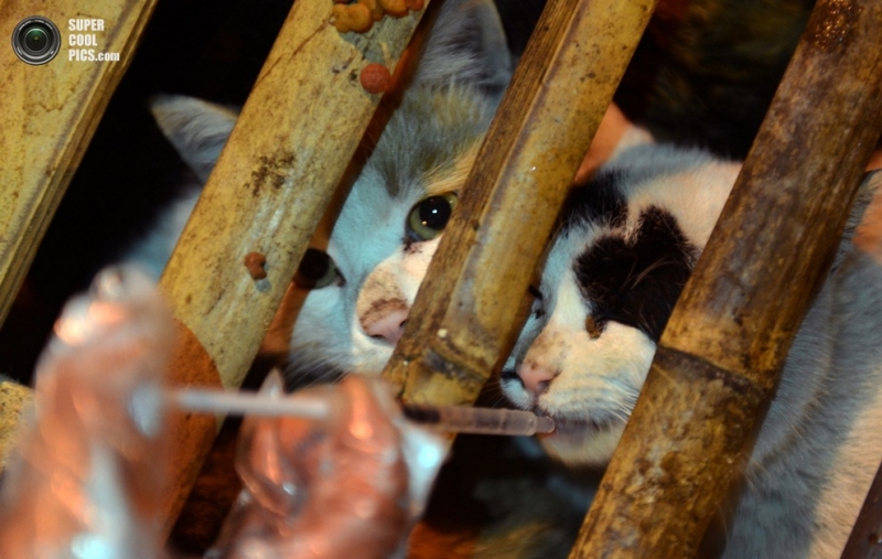 Тысячи кошек были спасены от съедения в Китае (7 фото)
