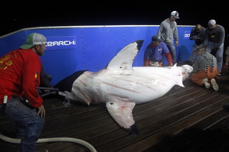 Ученый против хищника: Новые методы в исследовании белых акул (4 фото)