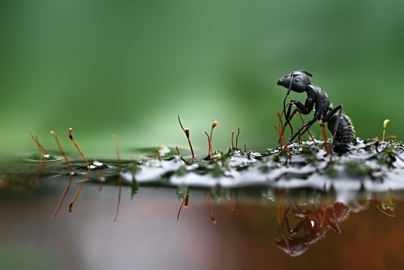 Улитки и насекомые в макрофотографиях Вадима Трунова (20 фото)