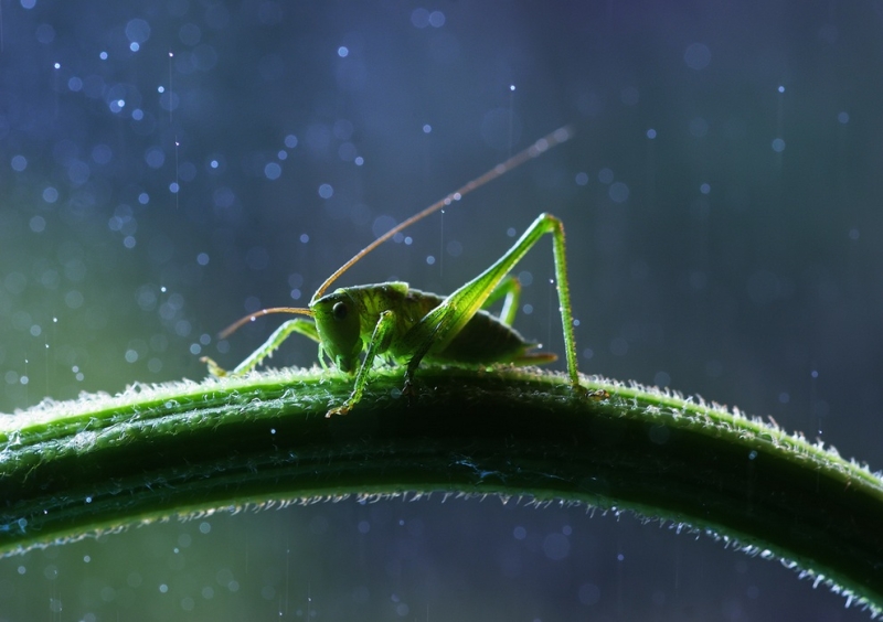 Улитки и насекомые в макрофотографиях Вадима Трунова (20 фото)