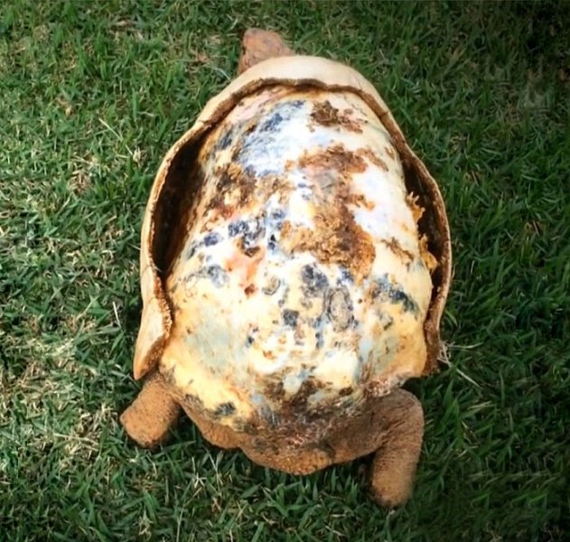 Умирающая черепаха была спасена благодаря 3D-панцирю напечатанному на принтере