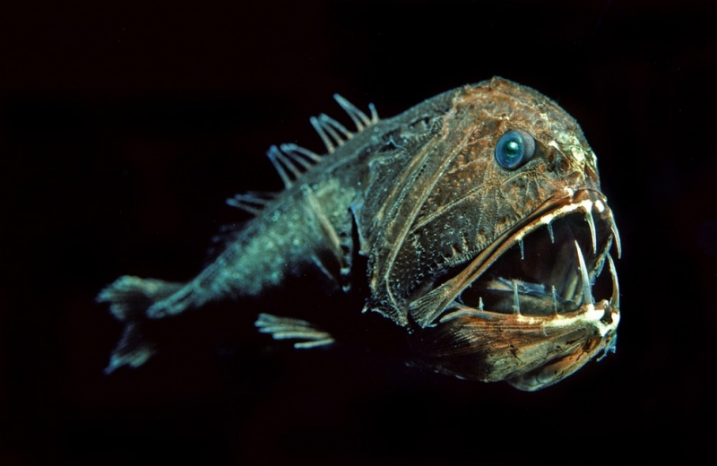 Уникальные кадры глубоководных созданий (24 фото)