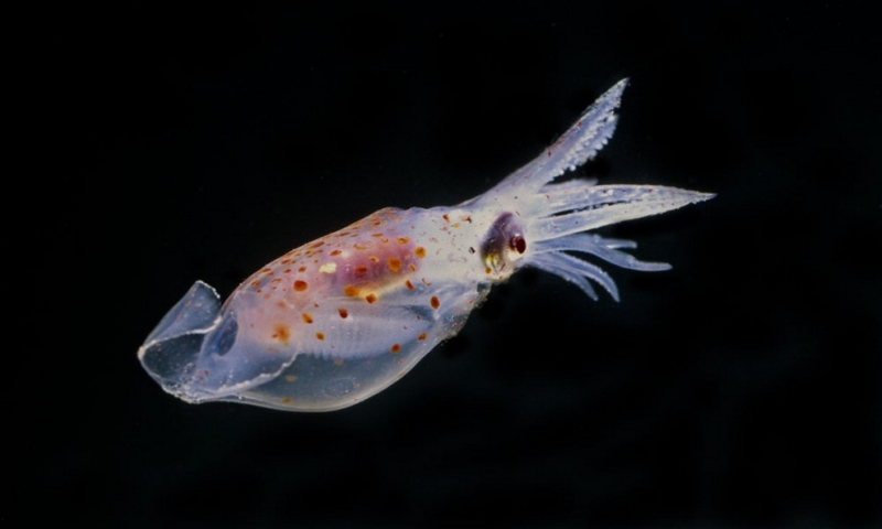 Уникальные кадры глубоководных созданий (24 фото)
