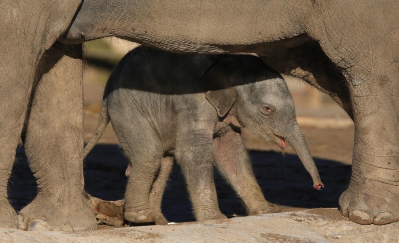 В Честерском зоопарке родился слоник (2 фото)