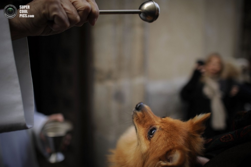 В Испании благословили домашних животных (10 фото)
