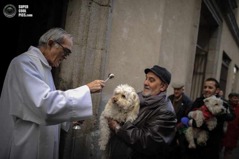 В Испании благословили домашних животных (10 фото)