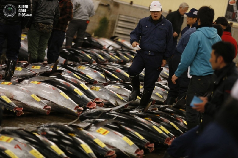 В Японии продан самый дорогой тунец в мире (15 фото)
