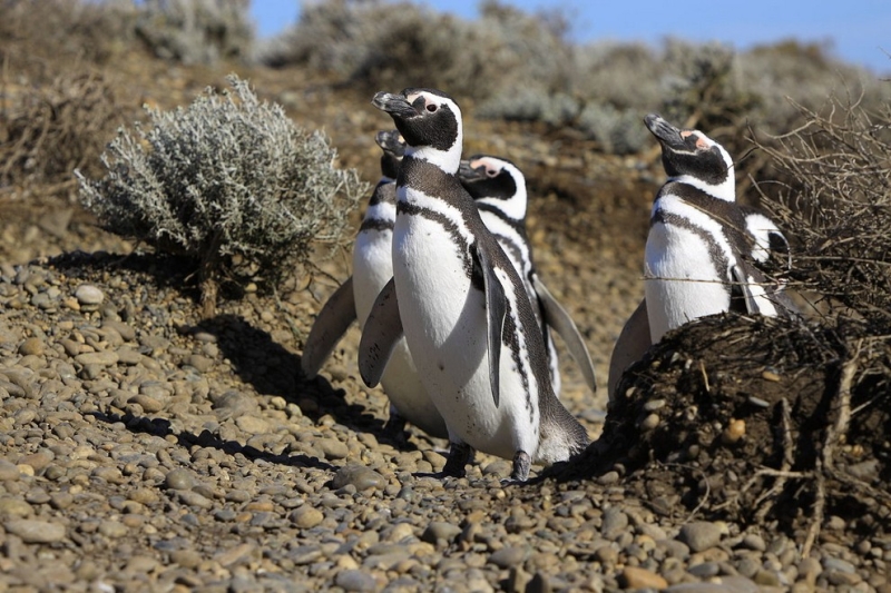 В мире пингвинов (20 фото)