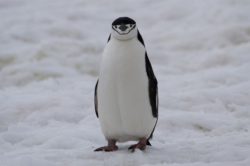 В мире пингвинов (20 фото)