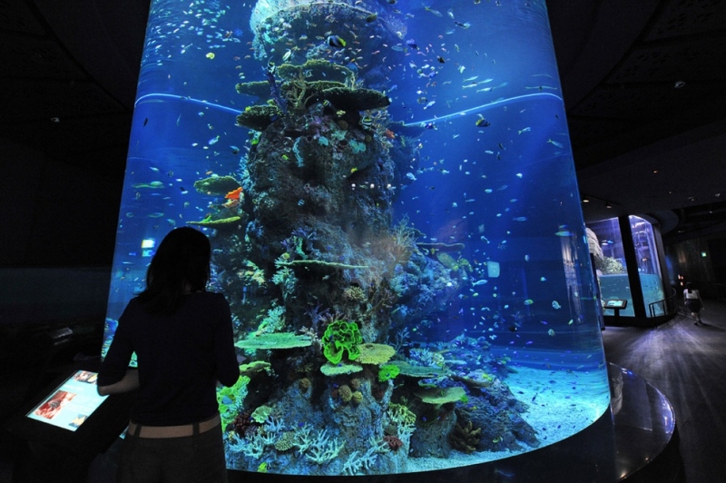 В Сингапуре открывается самый большой в мире океанариум (7 фото + видео)