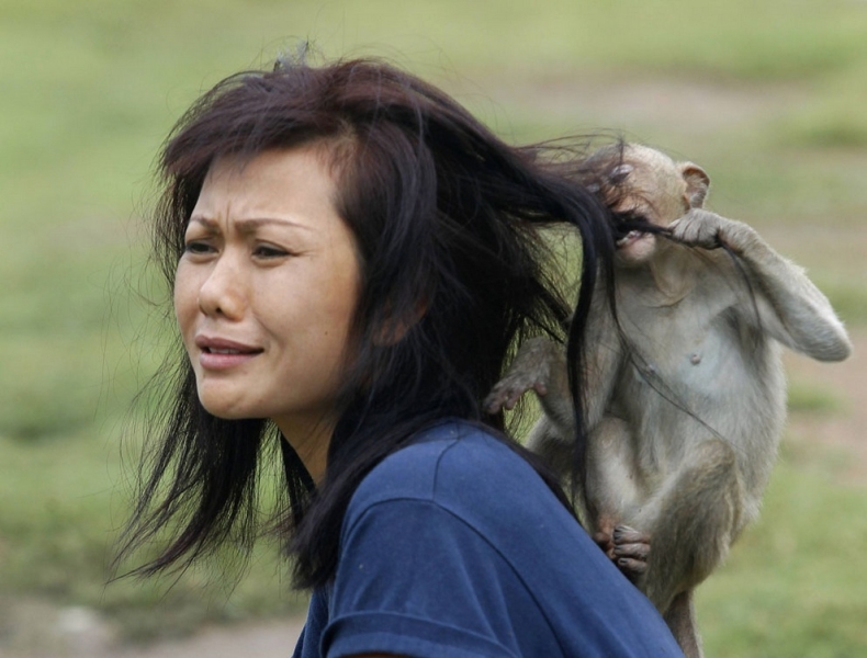 В Таиланде устроили фуршет для обезьян (6 фото)