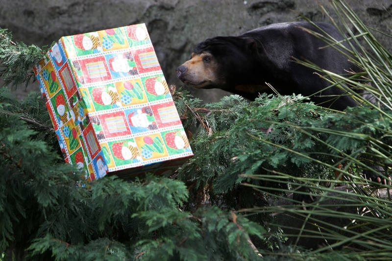 В зоопарке Таронга раздали новогодние подарки (13 фото)