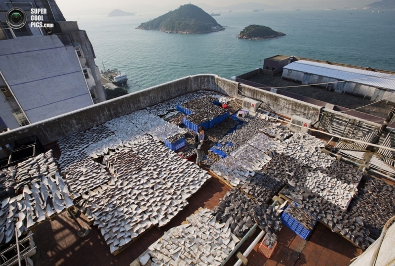 Вяление акульих плавников на крыше завода в Гонконге (10 фото)