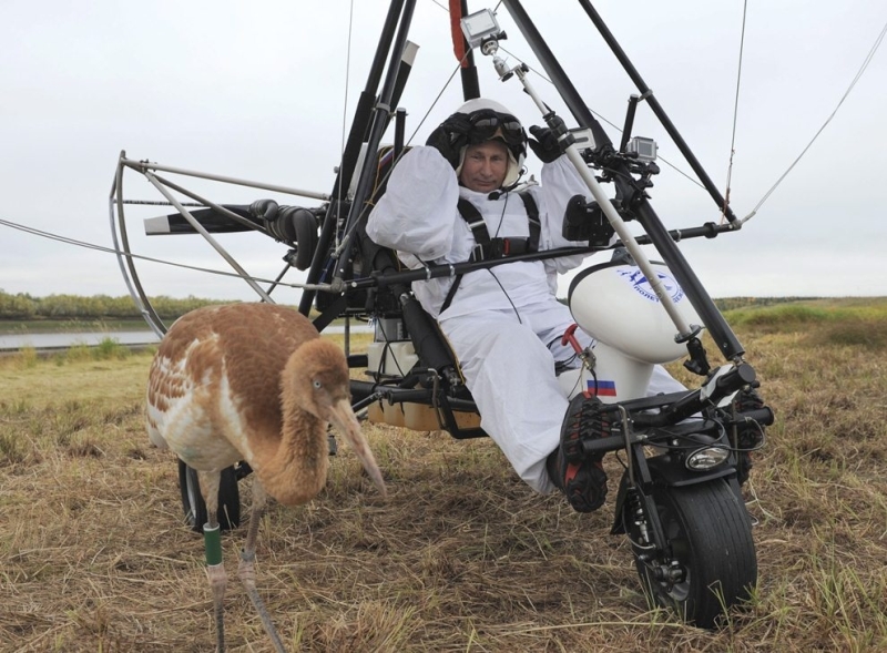Владимир Путин спасает стерхов — вымирающий вид журавлей (10 фото)