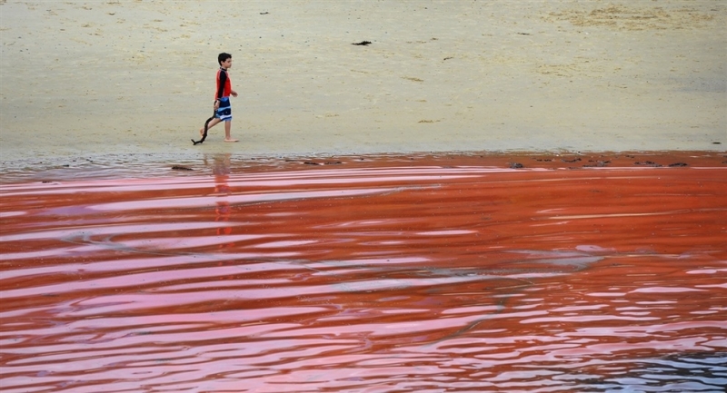 Вода у побережья Сиднея стала ярко-красной (4 фото)