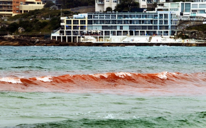Вода у побережья Сиднея стала ярко-красной (4 фото)