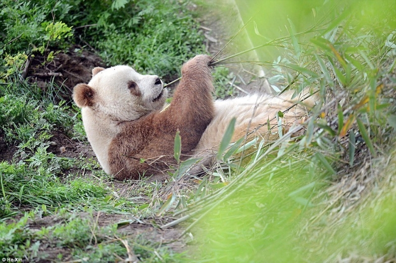 Возможно единственная в мире коричневая панда живет в Шаньси | 12 фото